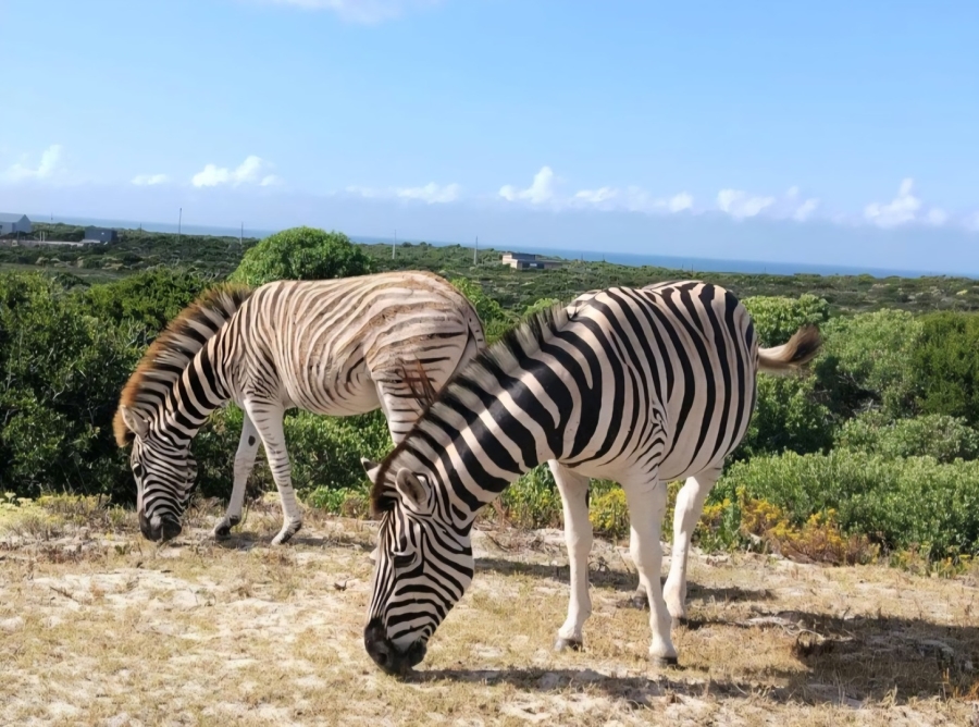 0 Bedroom Property for Sale in Romansbaai Estate Western Cape